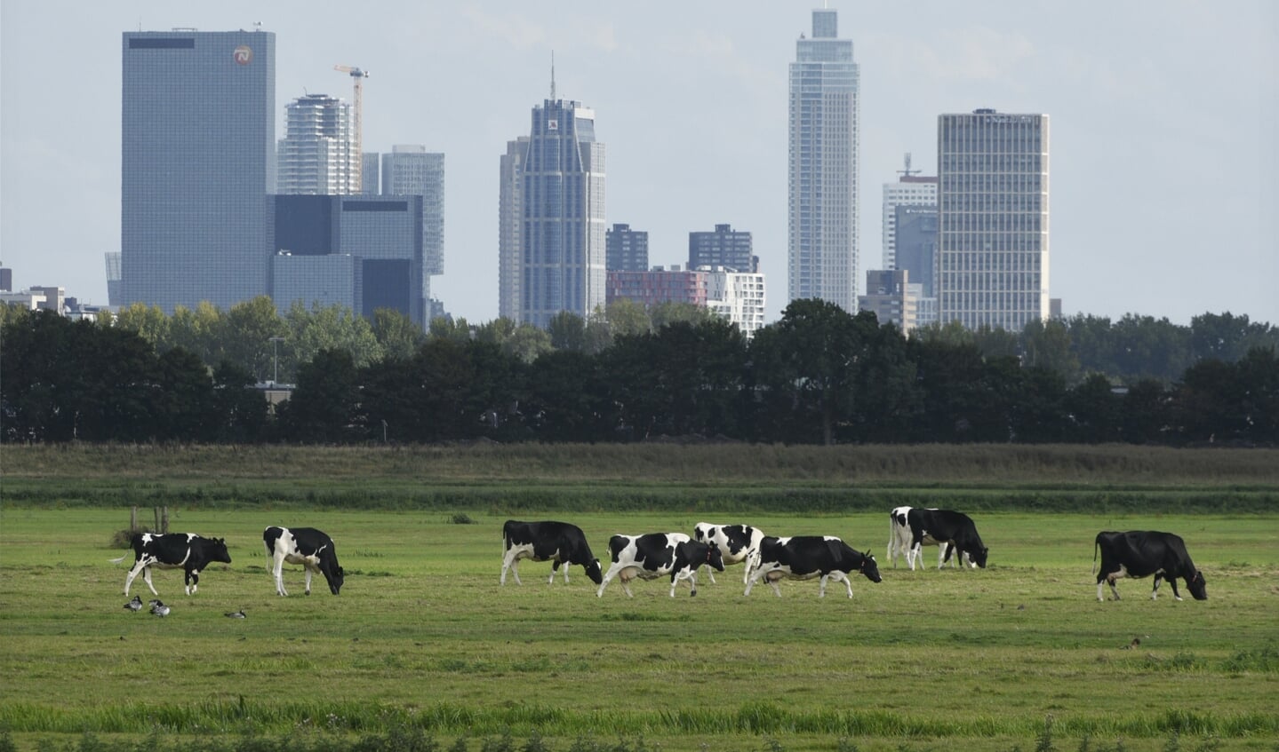 Melkvee graast in de Schieveense polder nabij Rotterdam. In het gebied is een doorloop van snelweg A16 gepland.