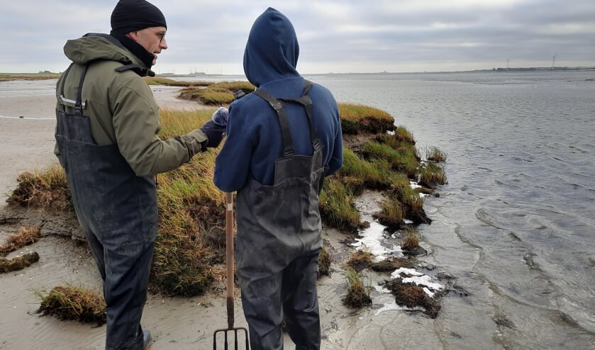 Delen van het schor langs de Oosterschelde brokkelen af.