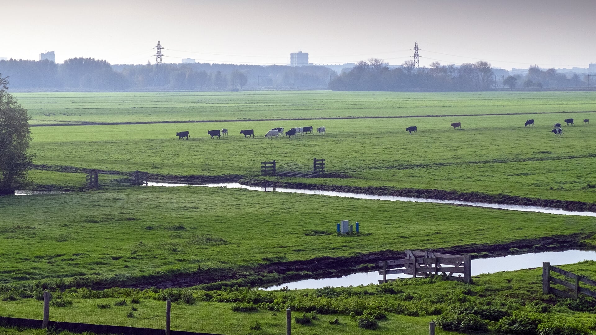 2022-11-14 11:43:36 Koeien grazen in een weiland in Midden Delfland. Foto: ANP / Hollandse Hoogte / Hans van Rhoon