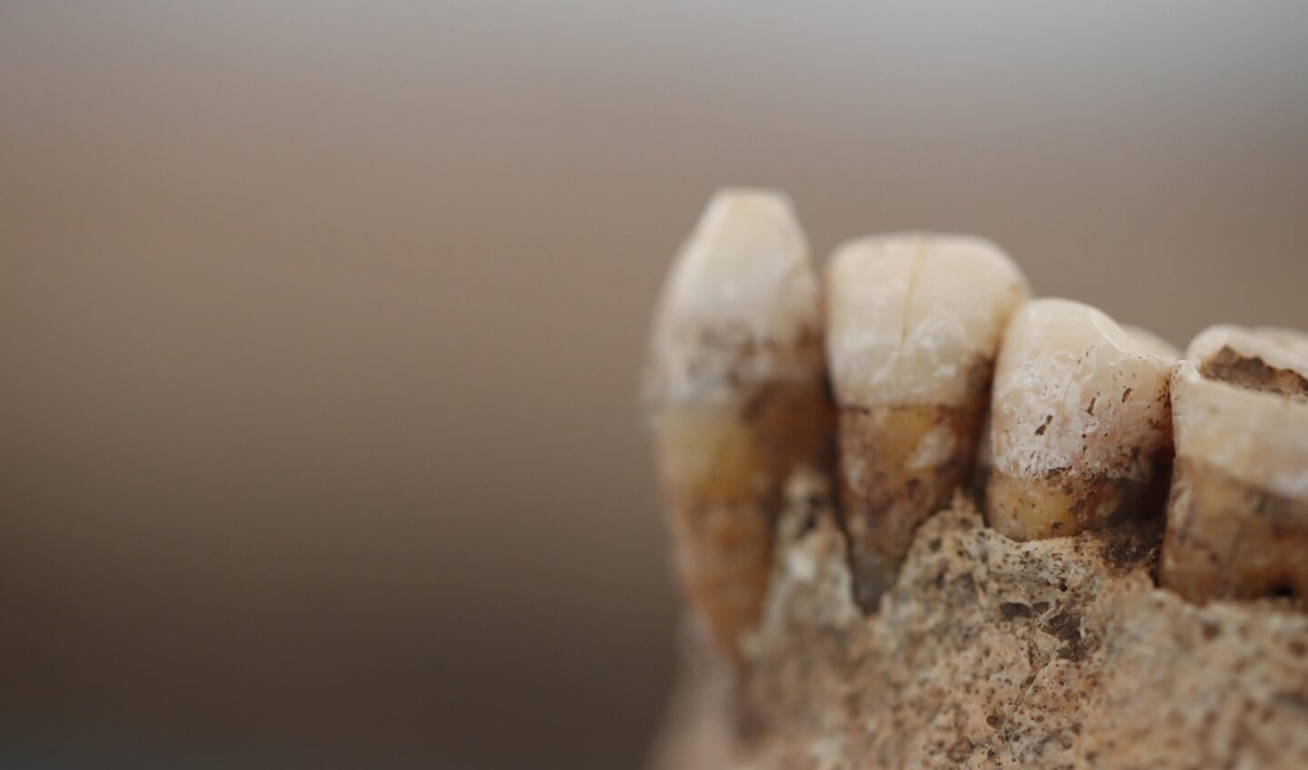 Kaak van een mens uit de jonge steentijd, gevonden in Italië.
