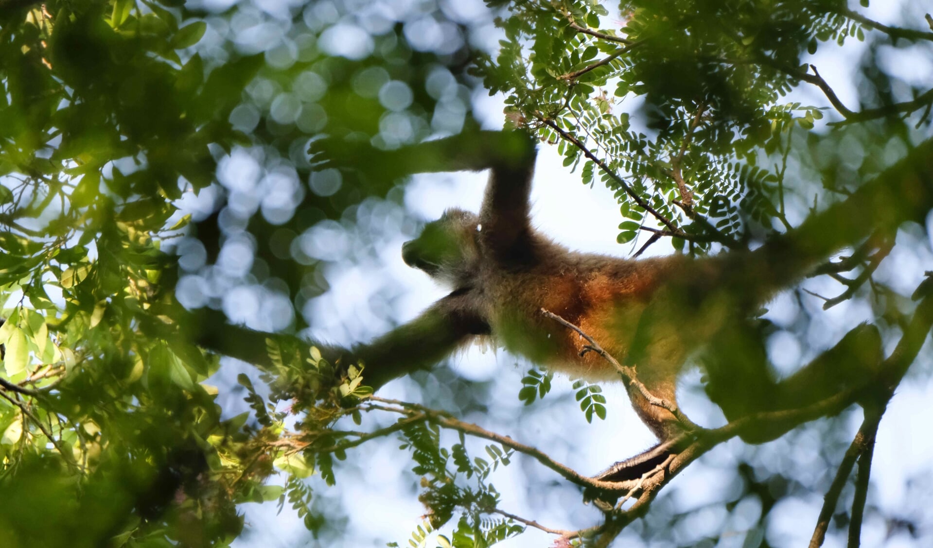 Landen Sluiten Akkoord Op Biodiversiteitstop VN: ‘Mijlpaal Voor Het ...