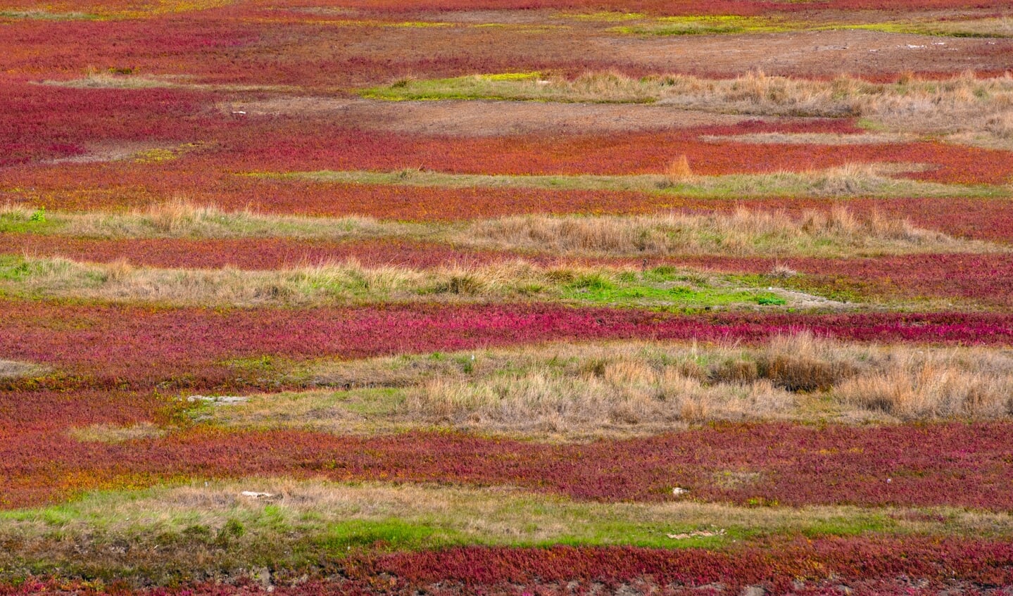 Zoutmoeras in het najaar met herfstkleuren in Nationaal Park Oosterschelde.