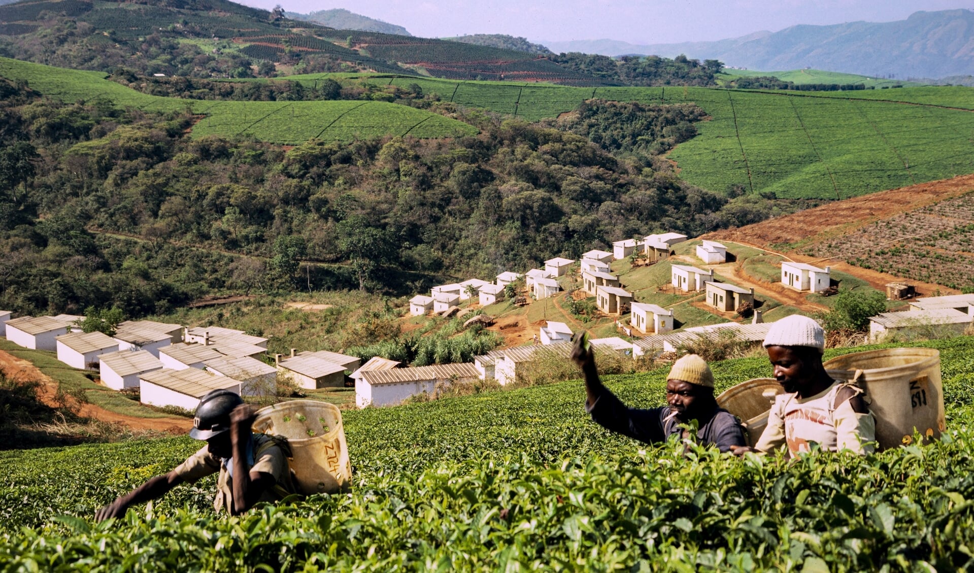 'Afrika zal het continent van de toekomst zijn, waar enorm veel potentie voor het herstel van onze aarde schuilt.' Beeld: theeplukkers op een theeplantage in Zimbabwe. Thee is een belangrijk exportproduct voor het land.