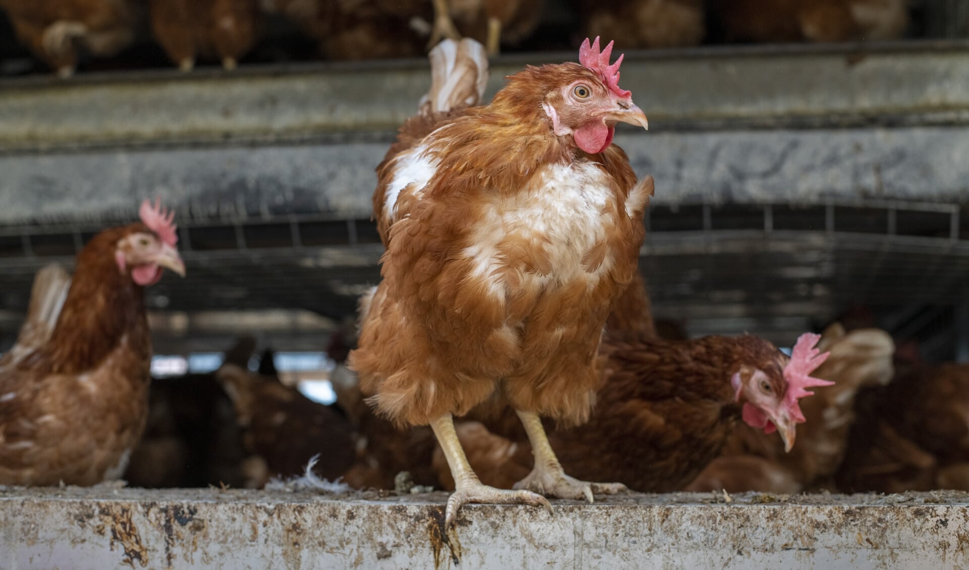 'Nog elk jaar slijten zo'n vier miljoen kippen hun dagen in koloniehuisvesting.'