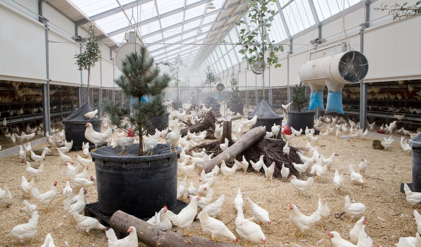 De stallen van leghennenbedrijf Kipster hebben een grote binnentuin met daglicht waar bomen in staan en takken in liggen waar de kippen in kunnen springen.