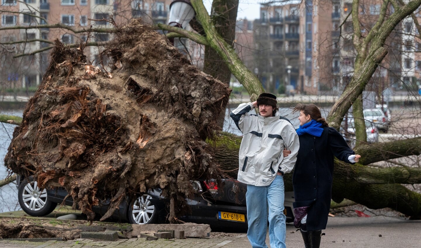 Op de Kostverlorenkade in Amsterdam is een boom over een paar auto's gevallen.