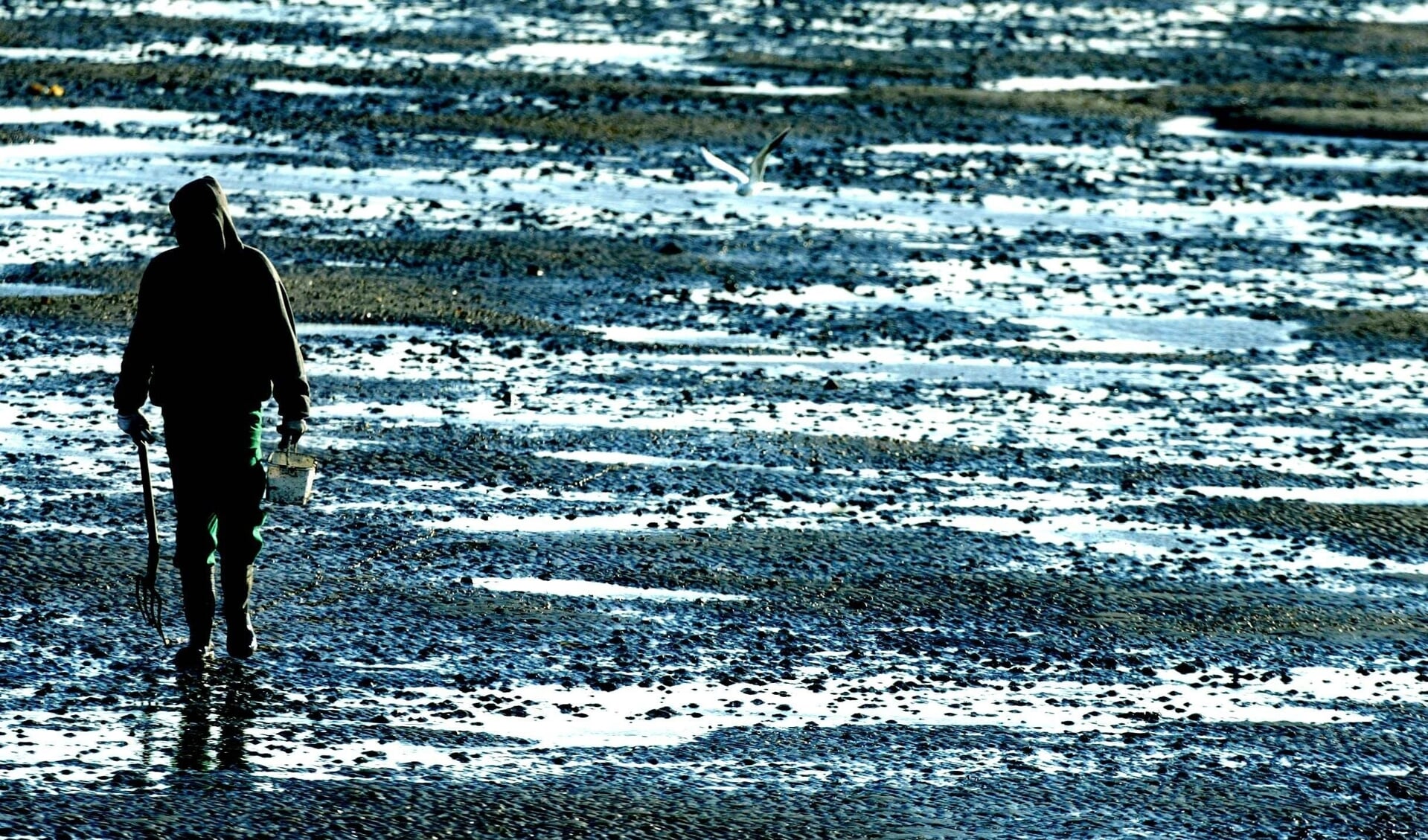 Een visser keert met zijn buit, een emmer vol wormen, terug van een zandplaat in de Grevelingen. 