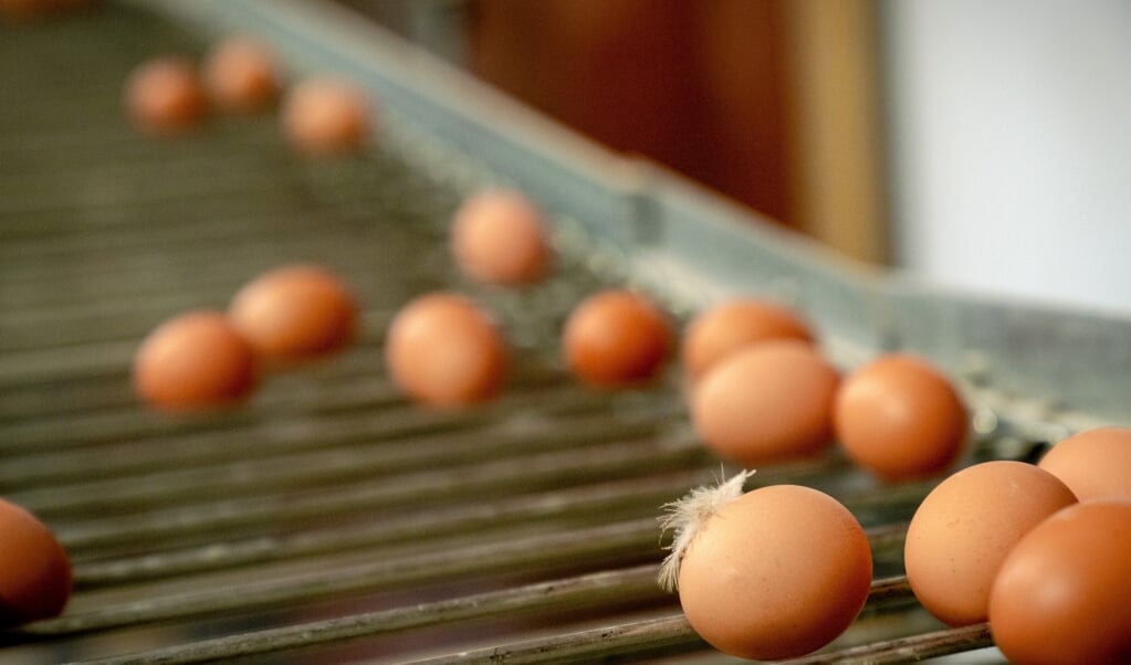 Bij pluimveehouders in de regio Barneveld stapelen de eieren zich op.  (beeld anp / Sander Koning)
