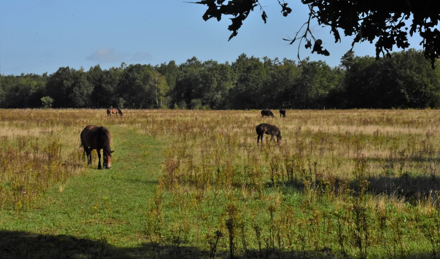 In de Maashorst, voormalig landbouwgrond in Brabant, leven nu wisenten, taurossen en exmoorpony's.