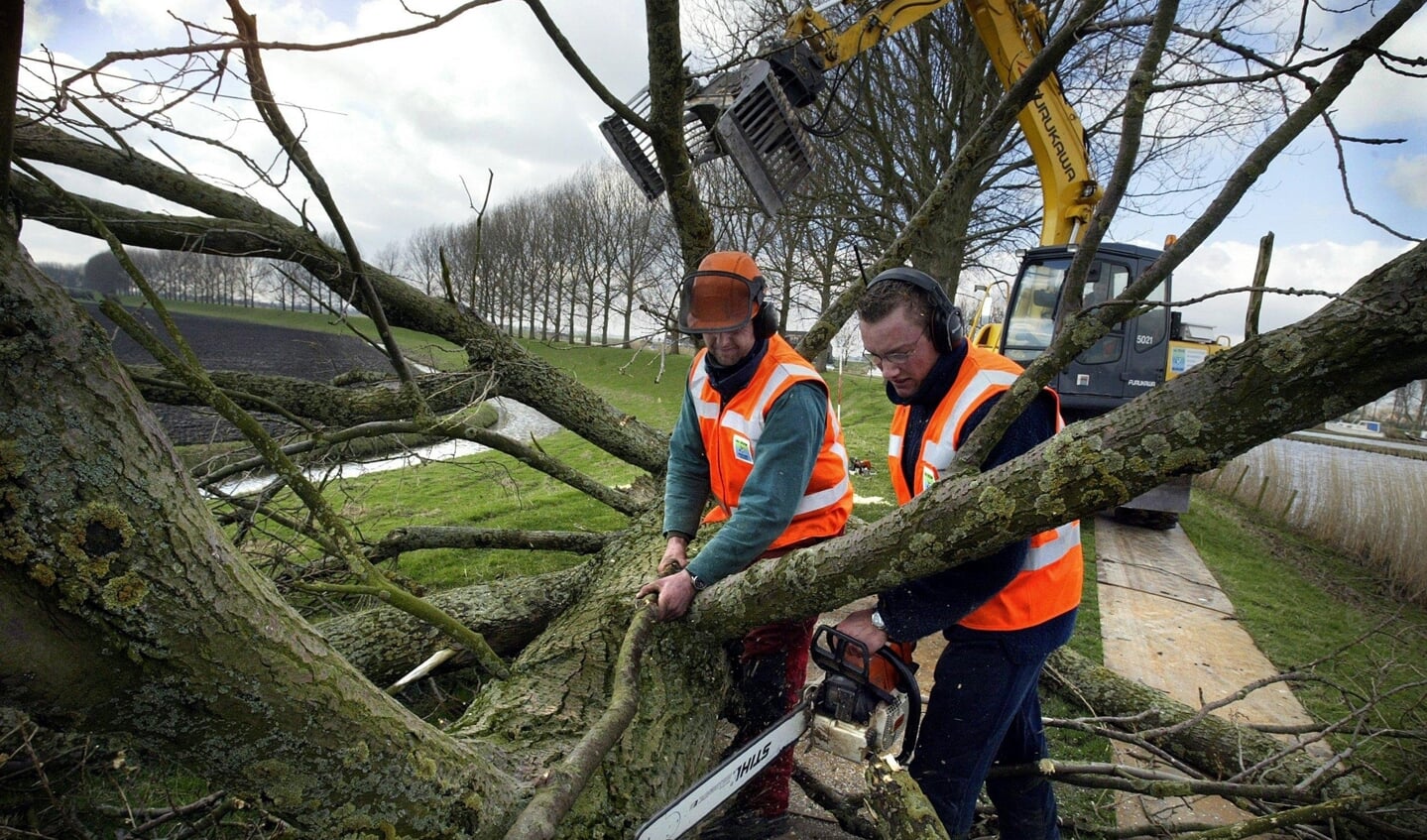 Door de droogte van de afgelopen zomers zijn vooral bomen op zandgronden verzwakt. Uit voorzorg worden honderden bomen gekapt.