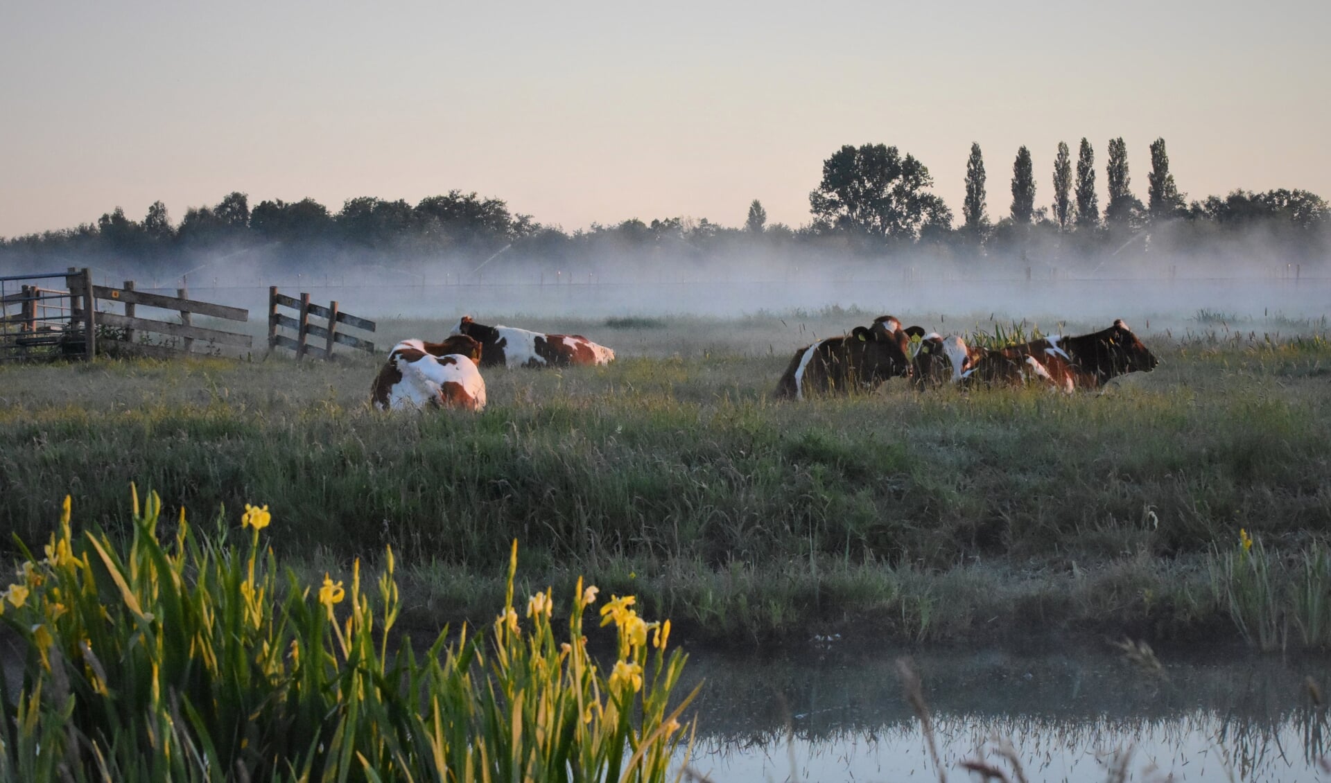Veenweidegebied Polder Bloemendaal bij Gouda.