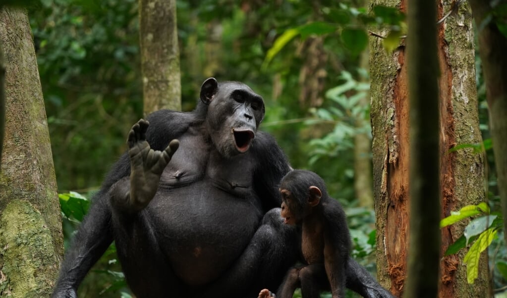 Chimpansees  (beeld Liran Samuni)