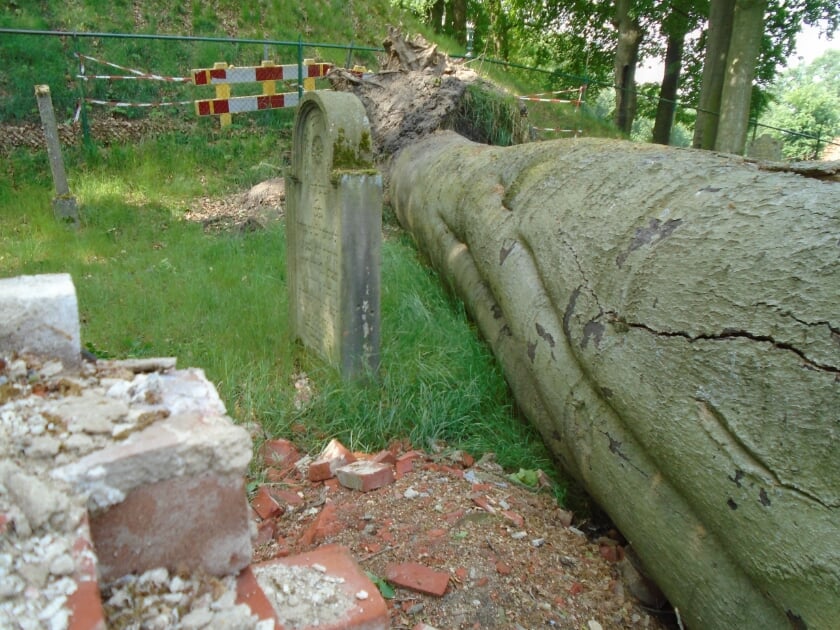 Omgevallen boom op joodse begraafplaats Groenlo.