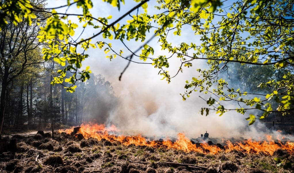 Een brand verwoestte in 2020 een groot deel van Nationaal Park de Meinweg.   (beeld anp / rob Engelaar)