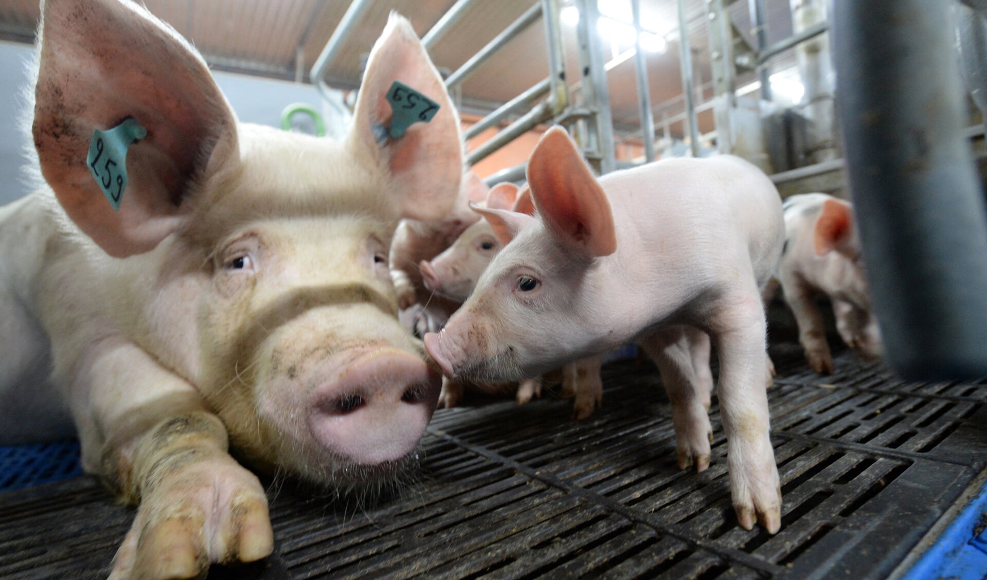 'Een hond laten we een paar keer per dag uit, de meeste varkens mogen nooit naar buiten.'