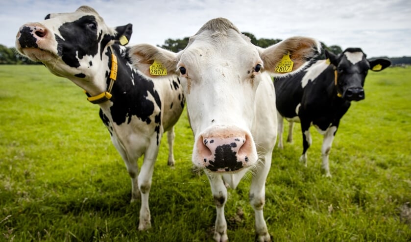 Koeien in een weiland in de Gelderse Vallei, een van de gebieden waar de stikstofuitstoot drastisch naar beneden moet. 