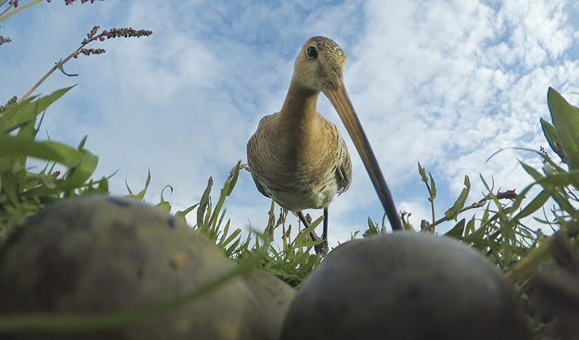 Voor een geslaagd nest van de grutto krijgt een boer 125 euro, als er tenminste ook kruidenrijk grasland in de buurt is.