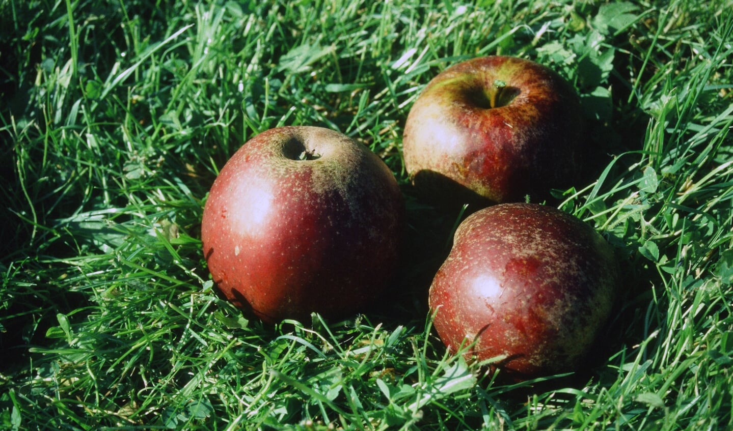 Rode Boskoop, een van de honderden appelsoorten die in IJsselstein groeien.
