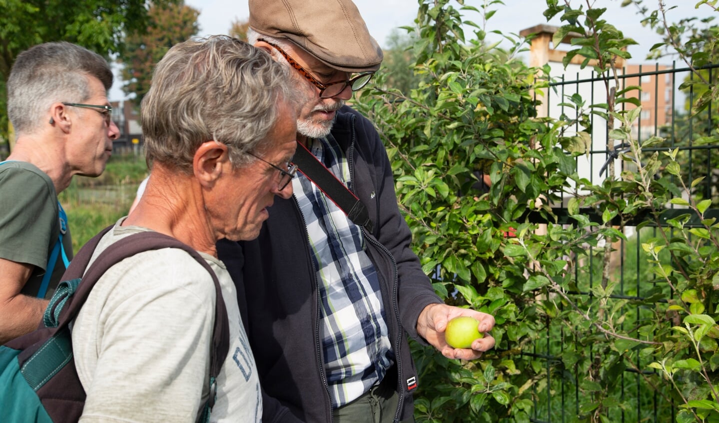 Experts bepalen bij de appelbomen in de wijk Zenderpark welke soort dit is.