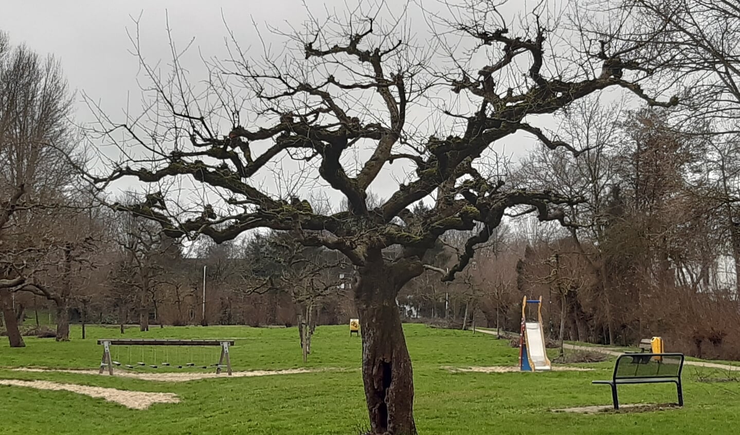Een meer dan tachtig jaar oude appelboom in wintertooi.