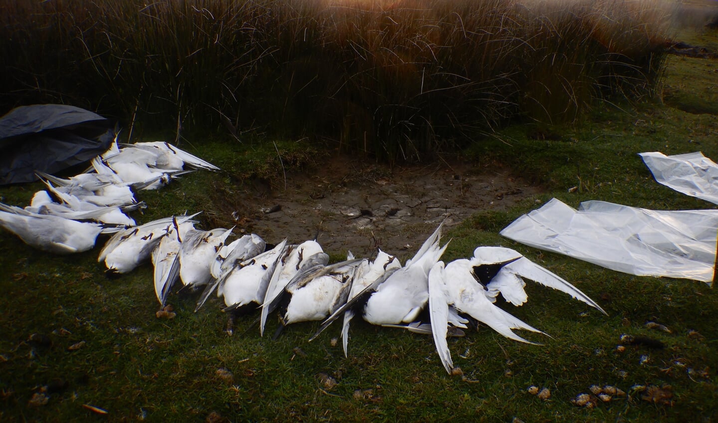 dode grote sterns op Texel