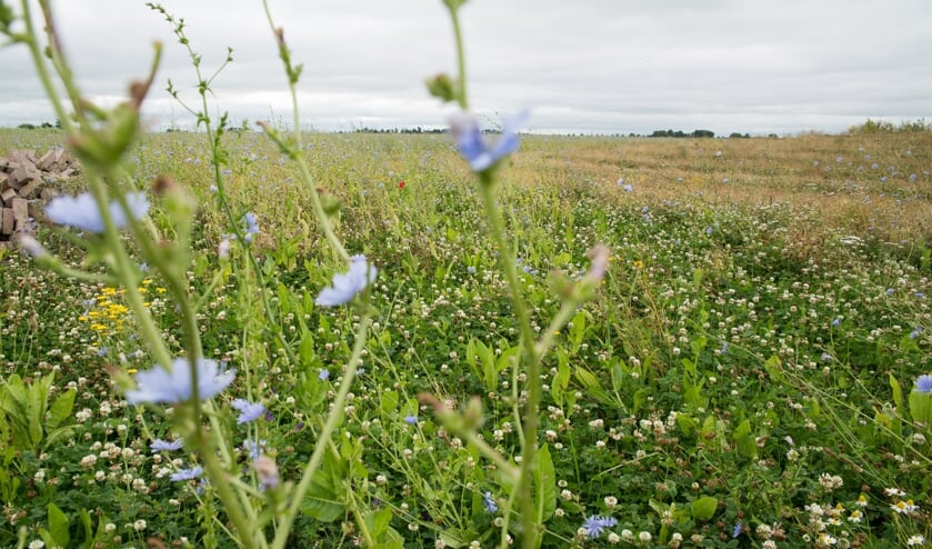 Voldoende biodiversiteit zorgt voor een robuuste natuur.