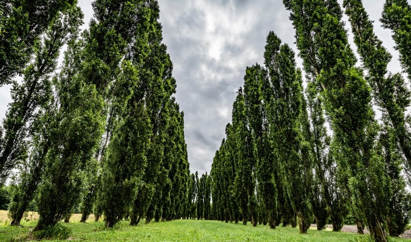 Midden in het Kathedralenbos Almere-Hout verrijzen op een kale vlakte 178 populieren.