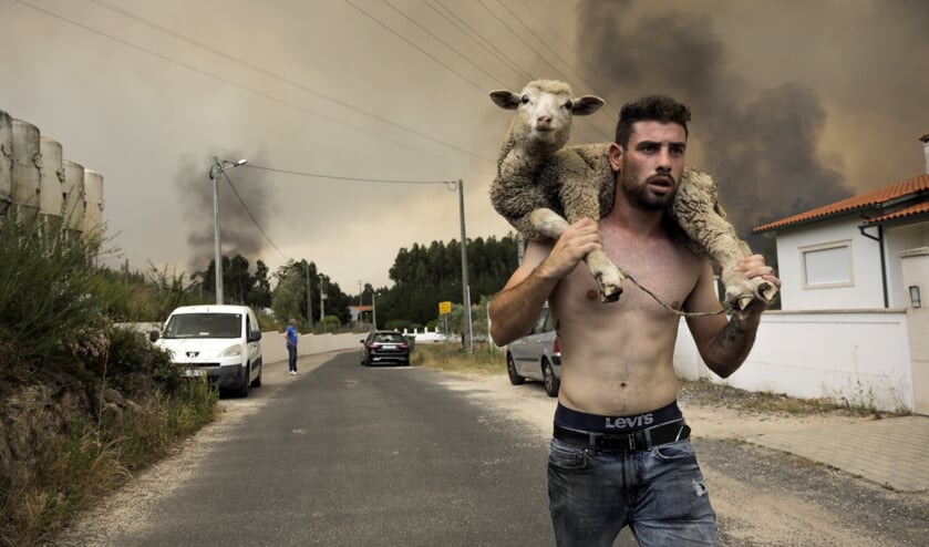 Een man in Boa Vista vlucht voor het vuur. Door de droogte in Portugal ontstaan er veel natuurbranden.