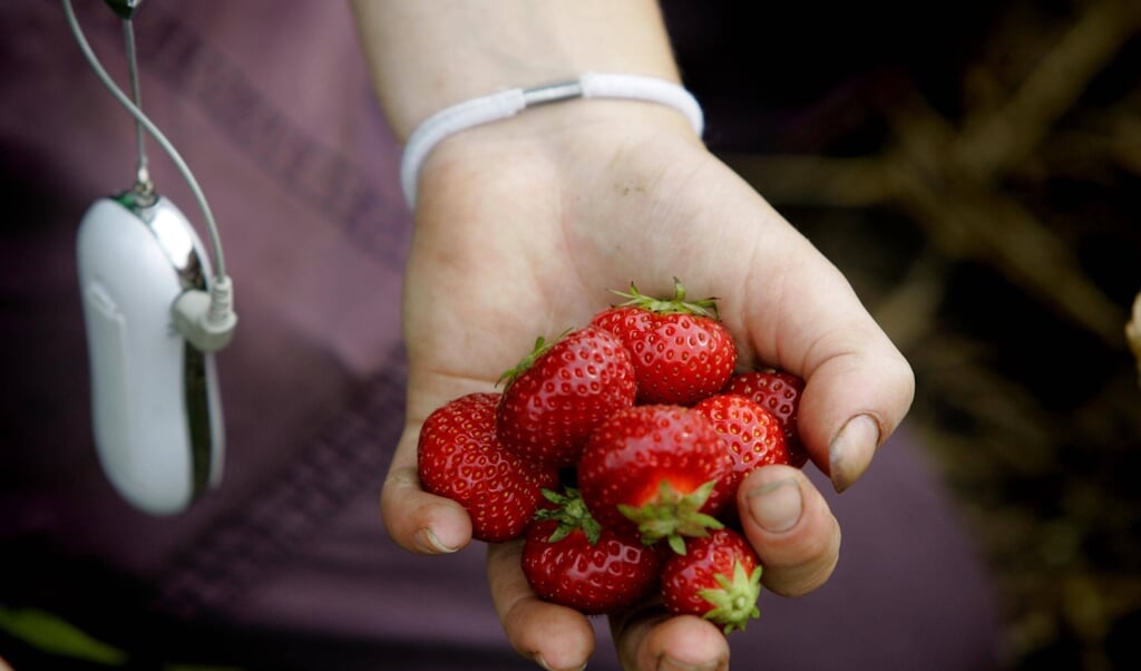 Kinderen onder de tien jaar kunnen beter geen gangbaar geteelde aardbeien eten, vanwege alle bestrijdingsmiddelen die erop zitten, stelt het Pestide Action Network Netherlands.   (beeld anp / Photo Robin Utrecht)