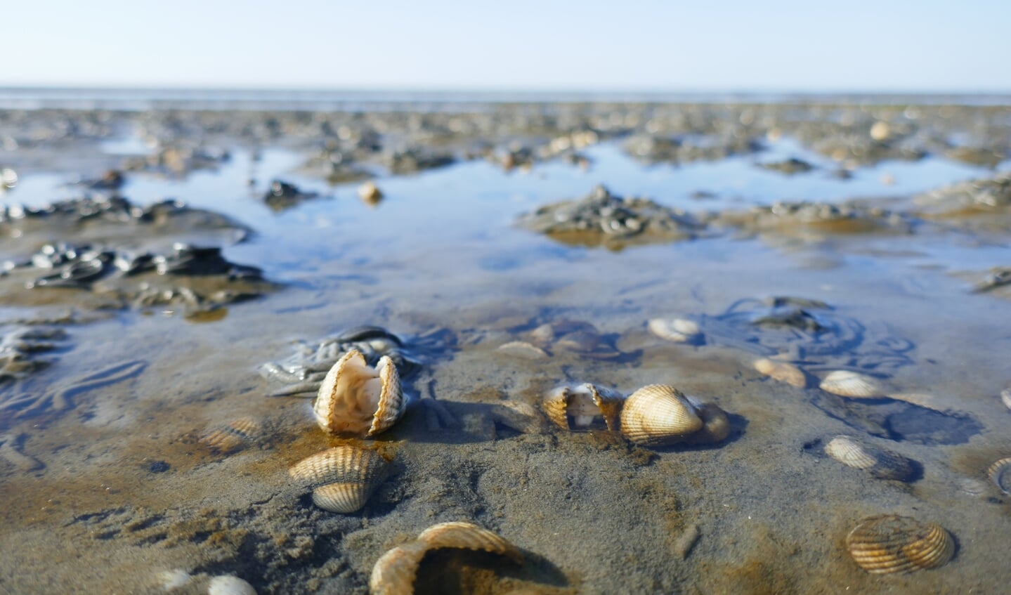 Dode kokkels op het Wad.