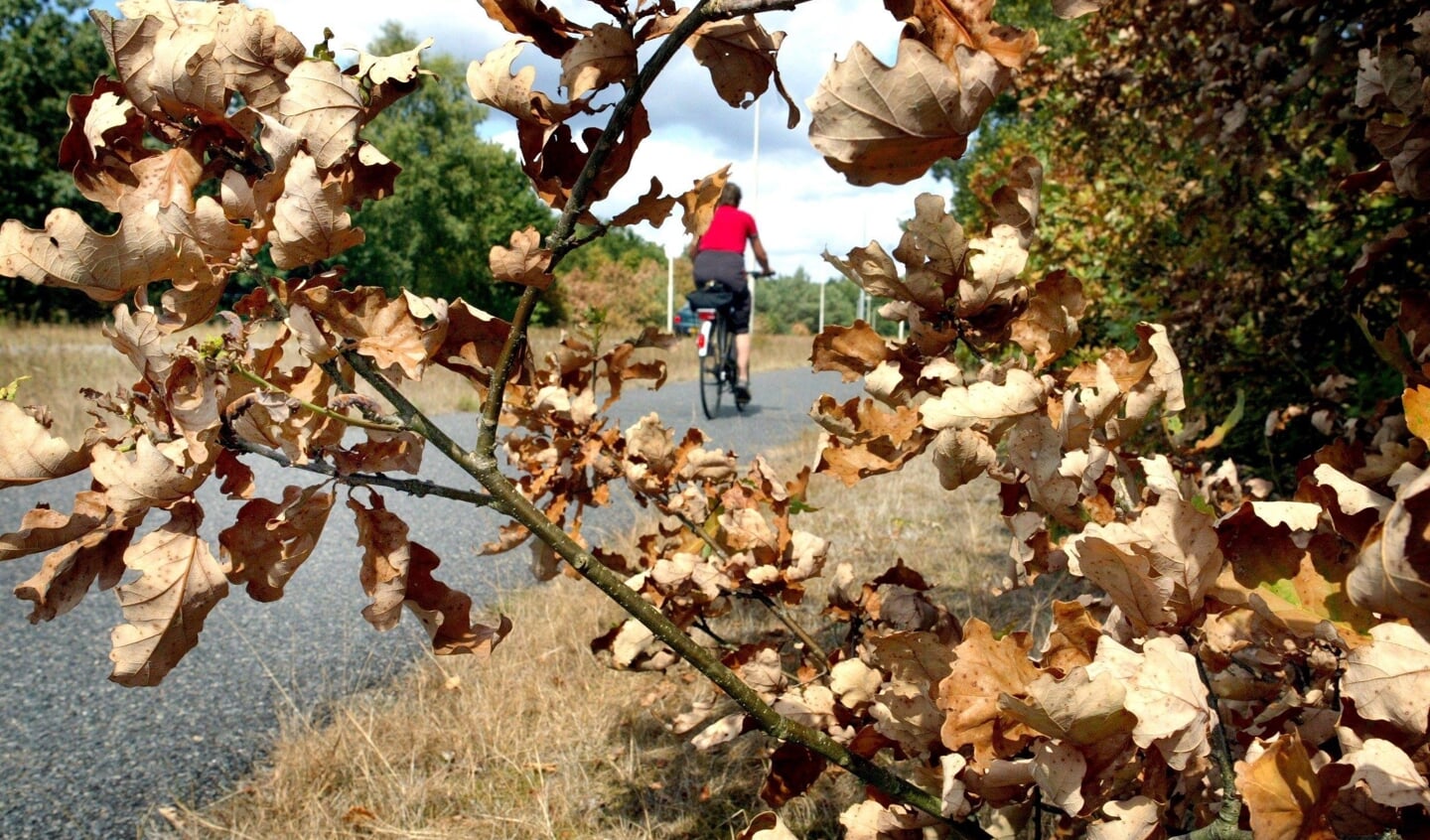 De meeste bomen en struiken in Nederland kunnen niet tegen de alsmaar brandende zon.