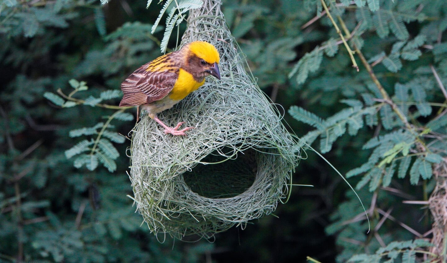 De bayawever uit de familie van wevervogels.