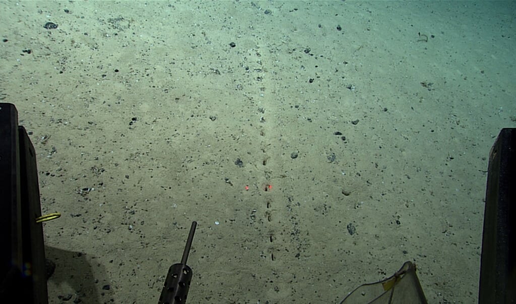 Een van de sporen in de zeebodem waarvan wetenschappers niet weten welk organisme erachter zit. (beeld NOAA Ocean Exploration)
