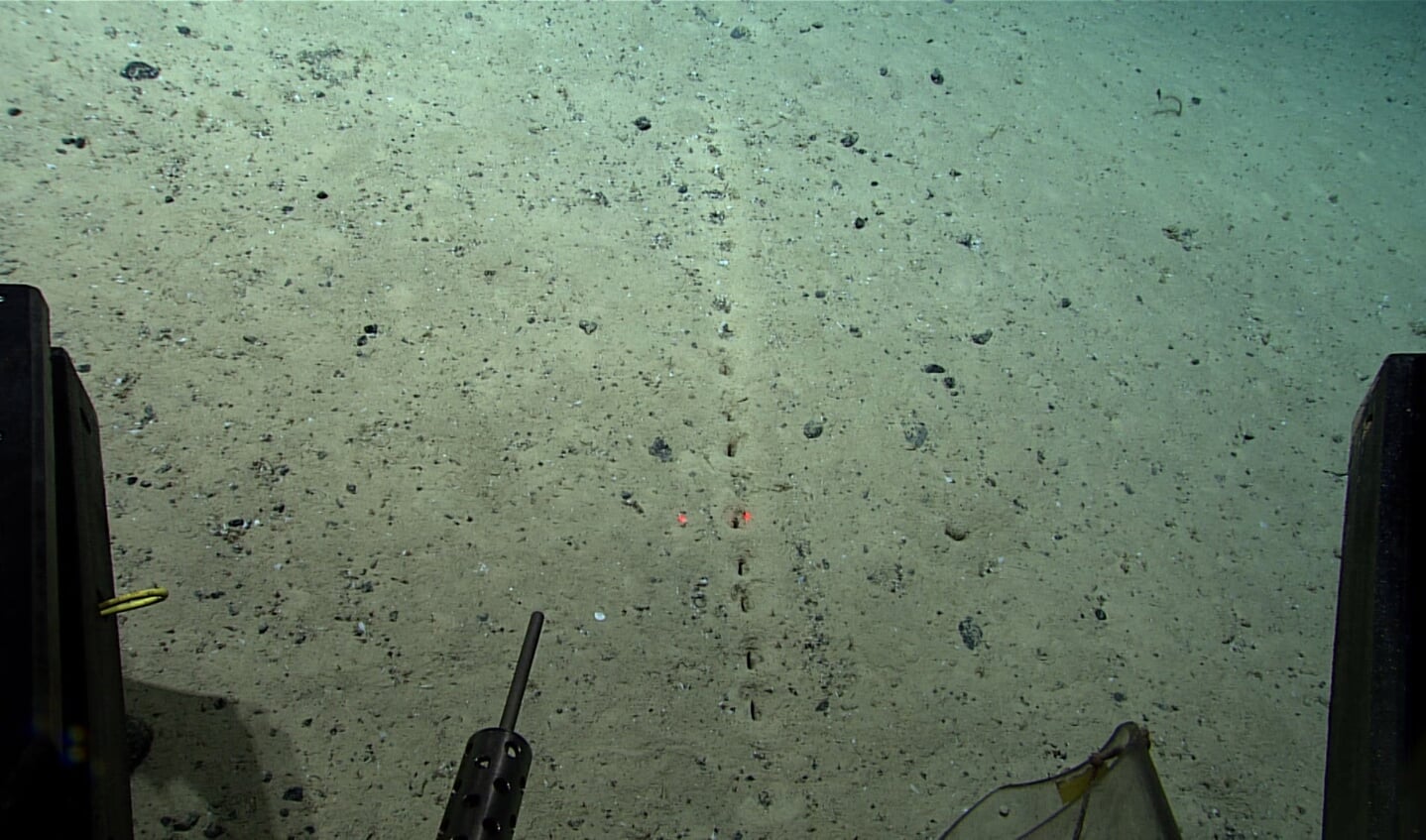 Een van de sporen in de zeebodem waarvan wetenschappers niet weten welk organisme erachter zit Een van de sporen in de zeebodem waarvan wetenschappers niet weten welk organisme erachter zit