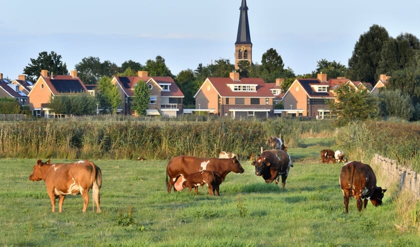 Koeien in de wei bij Terheijden, vlakbij Natura2000-gebied De Biesbosch. 