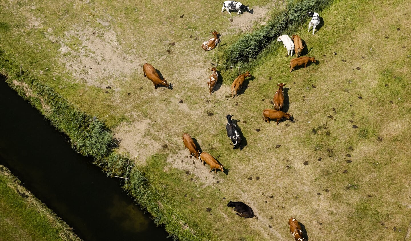 Ook al grazen er relatief steeds meer koeien in de wei, de tijd die ze buiten lopen is wel korter geworden.