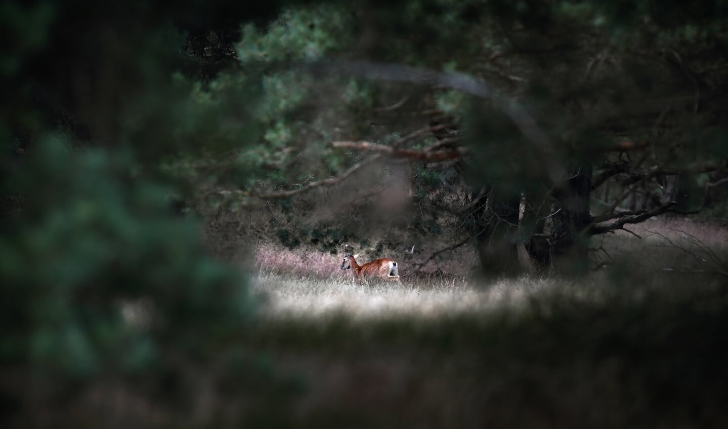 De groep moeflons wordt bedreigd door de wolf, waarvan er twee binnen het park hebben weten te komen.