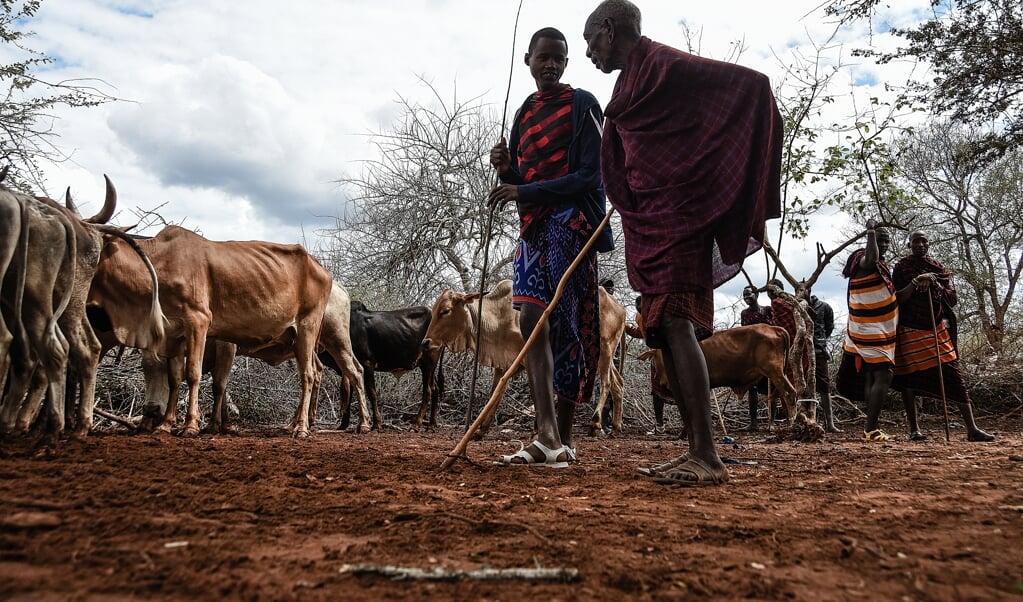 Masai-mannen wonen een veeveiling bij in het dorp Msomera in Handeni, 600 kilometer ten zuiden van hun eigen grondgebied in het beroemde beschermde natuurgebied Ngorongoro. Tanzania dwong hen te verhuizen.  (beeld afp)