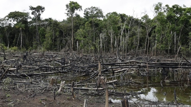 Gewapende groepen in Colombia bevorderen groeiende ontbossing
