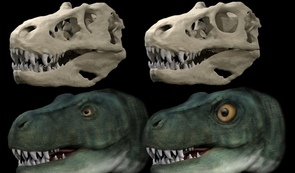 Simulaties van een Tyrannosaurus rex met een gewone oogbal (links) en een ronde oogbal.  (beeld Stephan Lautenschlager)