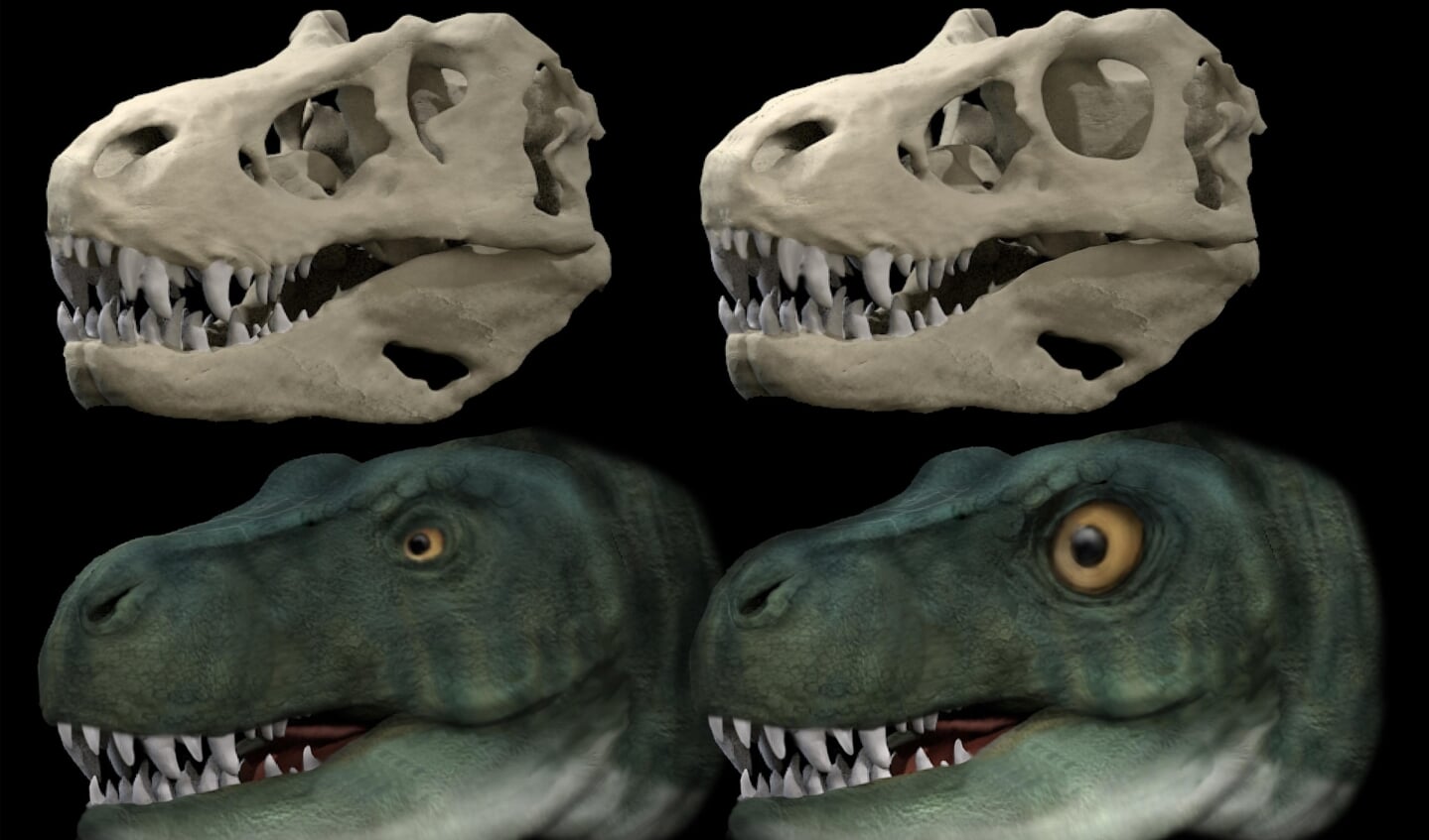 Simulaties van een Tyrannosaurus rex met een gewone oogbal (links) en een ronde oogbal.