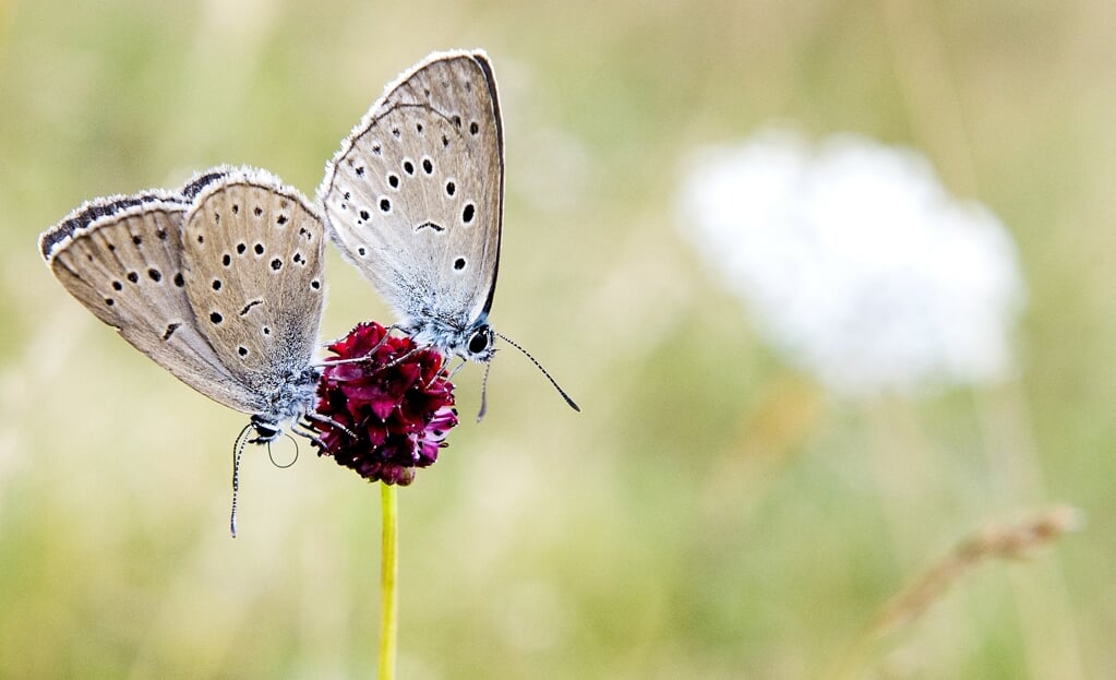 Een pimpernelblauwtje op een grote pimpernel in de graslanden in De Moerputten, een van de rijkste en mooiste blauwgraslanden van het land. Het blauwgrasland is het enige leefgebied in Nederland van deze vlindersoort.   (beeld anp / Koen van Weel)