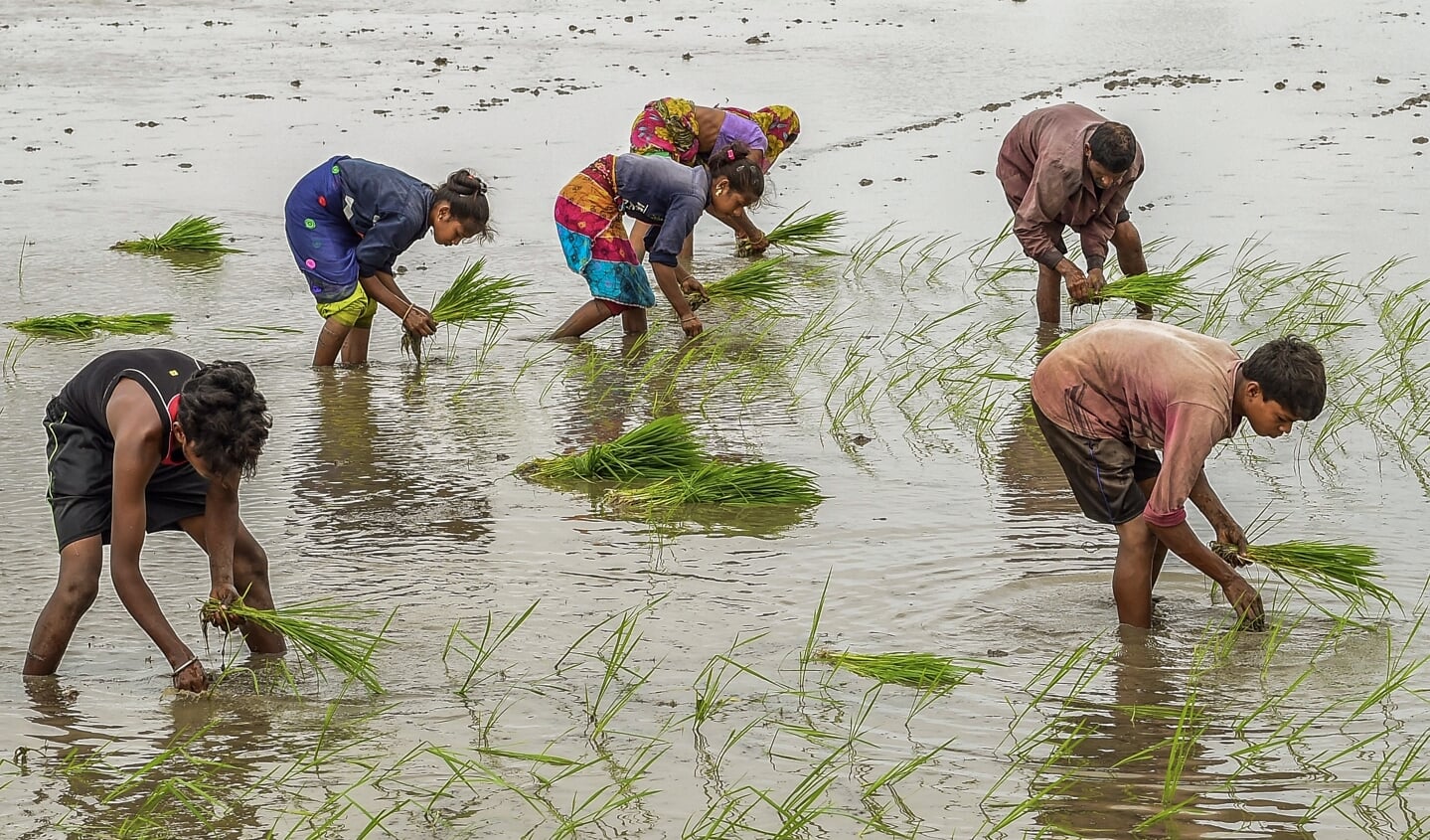 Rijstoogst op een veld bij de stad Ahmedabad. 