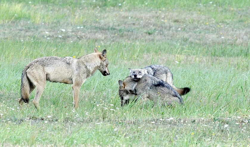 ‘Als een volwassen wolf met voer aankomt voor de welpen dan gaat dat met zo veel geluid gepaard dat je het op een kilometer afstand hoort.