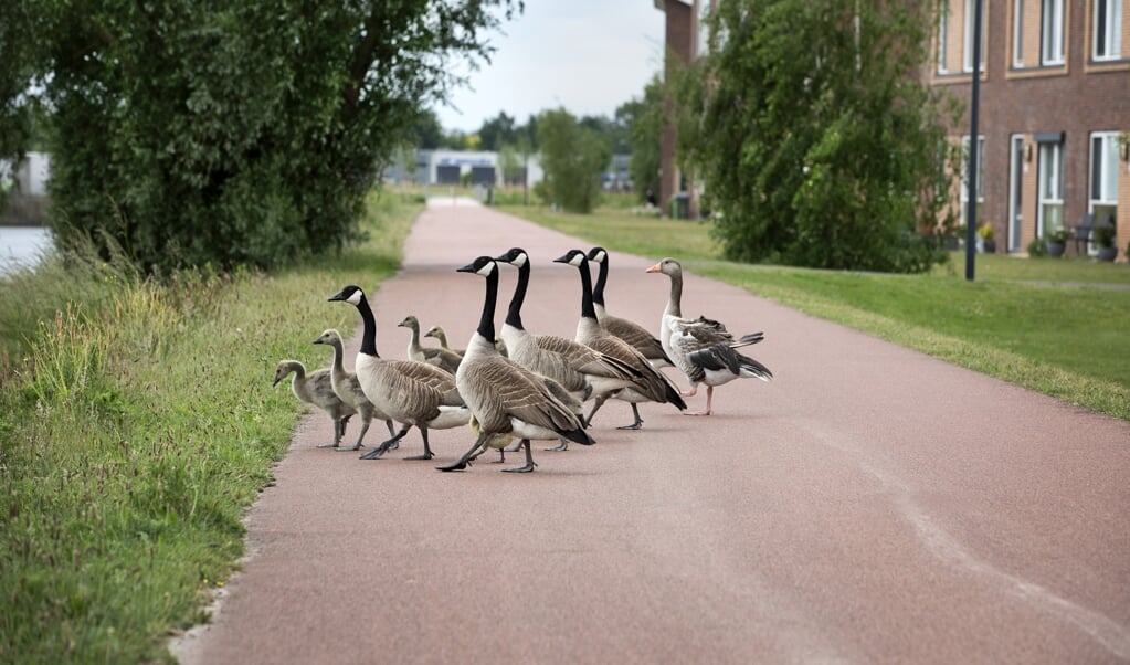 Een groep Canadese ganzen steekt de straat over.  (beeld Anp/hollandse Hoogte/ton Toemen)