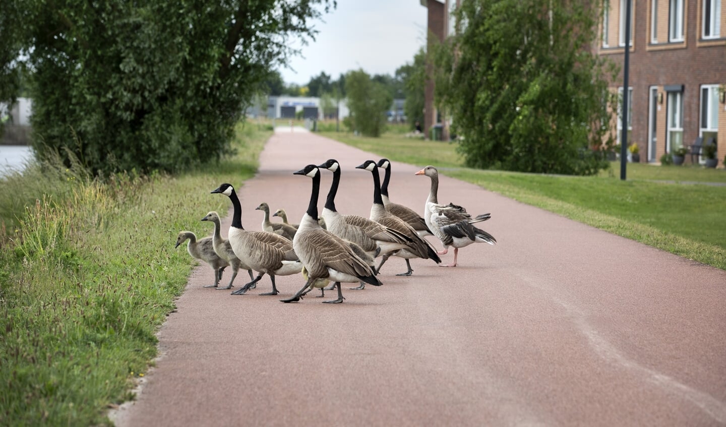 Een groep Canadese ganzen steekt de straat over.