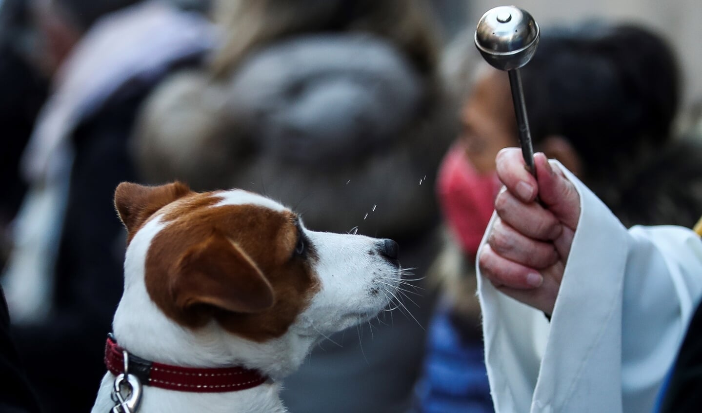 Een priester zegent een hond in een buitenwijk van Madrid. Het geloof in een hondenhemel is de afgelopen honderd jaar stevig toegenomen.