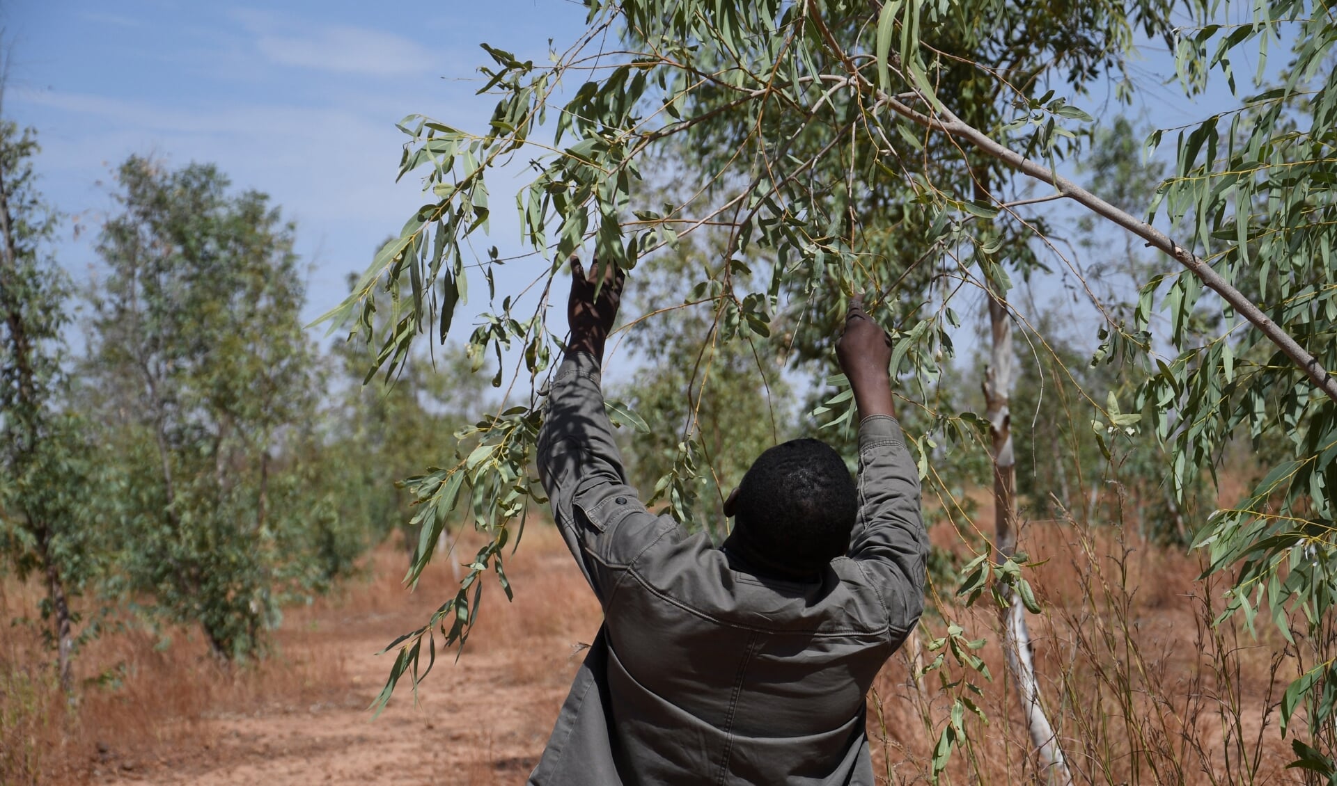 Een man loopt op het terrein van de 'Grote Groene Muur' in Simiri, Niger. Rolf Heynen noemt het project een lichtpunt in de strijd tegen klimaatverandering. In 2009 werd besloten om in de regio van de Sahel en de Sahara een grote groene muur aan te leggen: een lange strook bomen van 15 kilometer breed en bijna 8.000 kilometer lang, die loopt van het westen naar het oosten van het continent. De 11 betrokken landen willen dat dit tegen 2030 klaar is. Volgens critici is in 2021 slechts 4% van het oorspronkelijke doel bereikt.