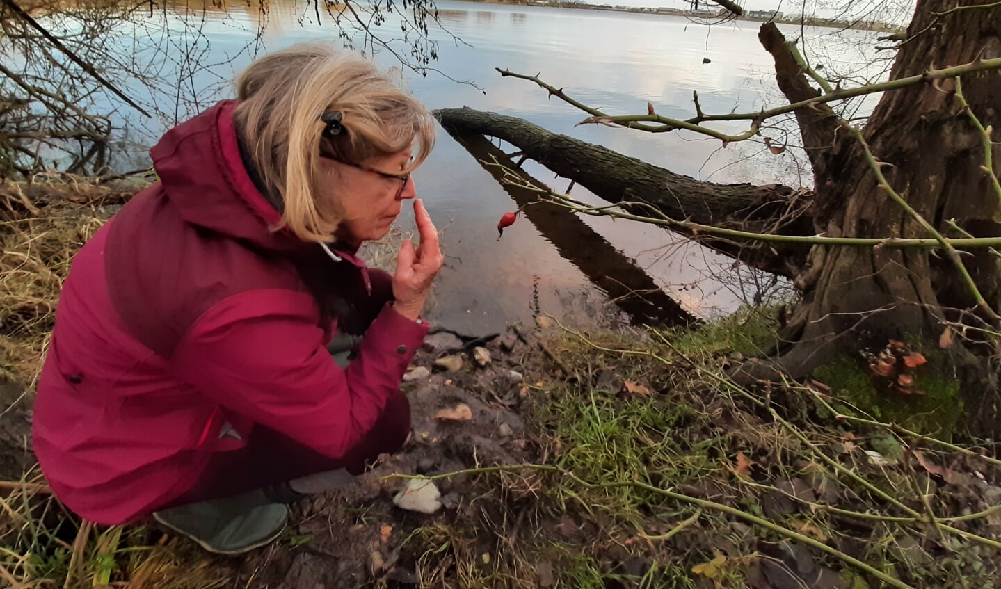 Even ruiken wat die bever hier heeft achtergelaten ...
