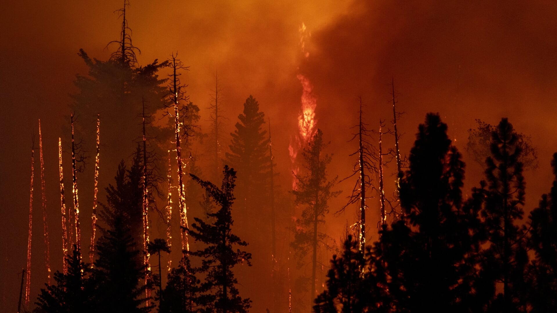 Bosbranden in Californië afgelopen zomer. Het noordelijk halfrond is inmiddels gemiddeld 1,6 graden opgewarmd.